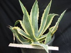 agave-agave