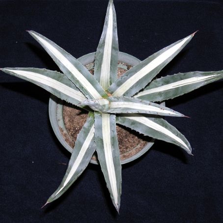 agave 5 - agave