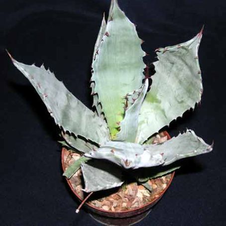 agave 1 - agave