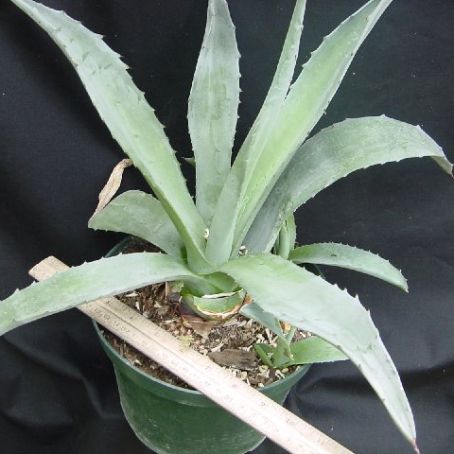 agave 2 - agave