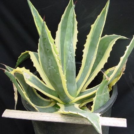 agave 3 - agave