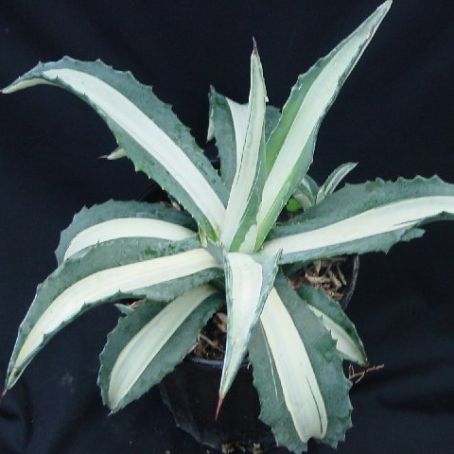 agave 4 - agave