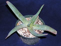 ../plante-si-flori/photos/cactusi/aloe-4158373.jpg