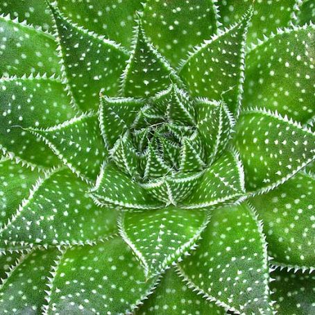 aloe 2 - sabur
