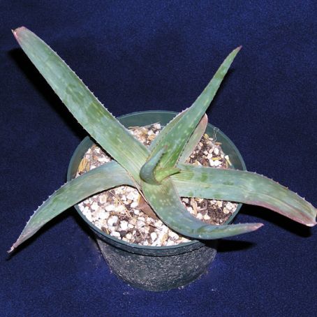 aloe 1 - sabur