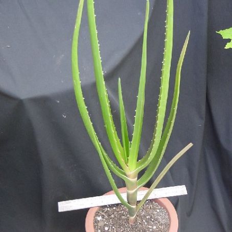 aloe 3 - sabur