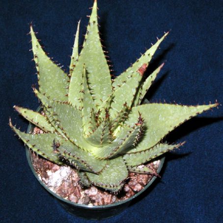 aloe 5 - sabur