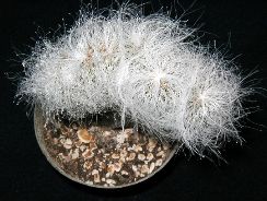 cephalocereus-cephalocereus