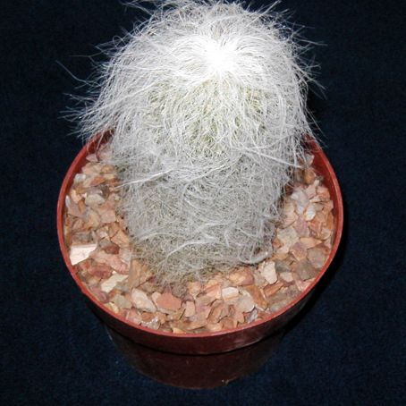 cephalocereus 2 - cephalocereus