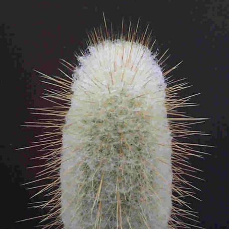 cephalocereus 5 - cephalocereus