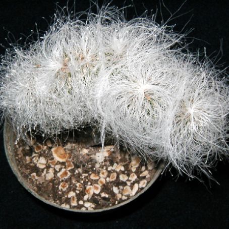 cephalocereus 1 - cephalocereus