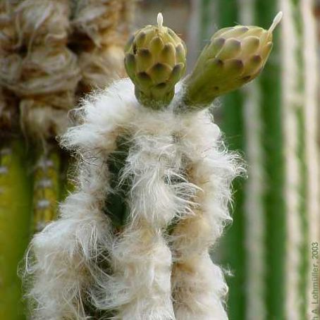 cephalocereus 3 - cephalocereus