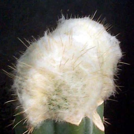 cephalocereus 4 - cephalocereus