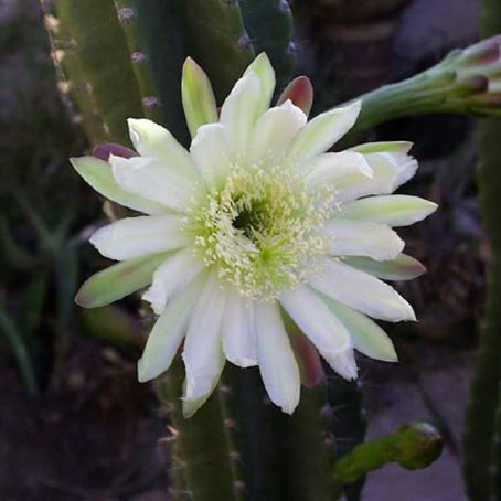 cereus 1 - cereus