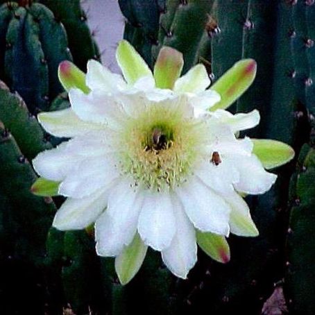 cereus 5 - cereus