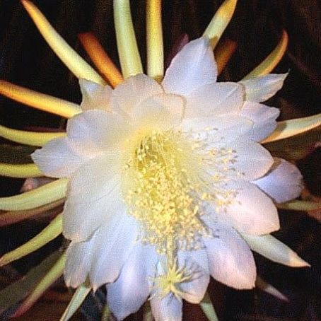 cereus 4 - cereus