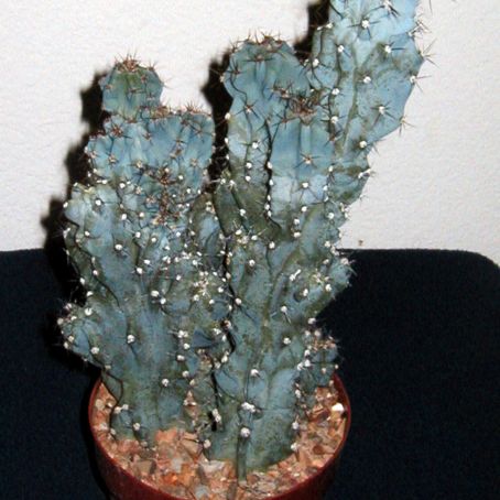 cereus 2 - cereus