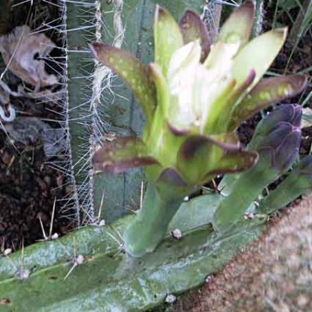 cereus 3 - cereus