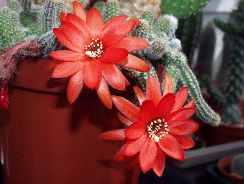 chamaecereus-chamaecereus