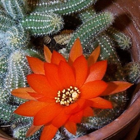 chamaecereus 1 - chamaecereus