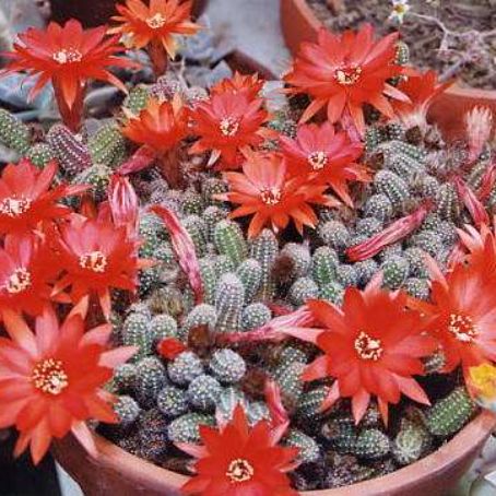 chamaecereus 5 - chamaecereus