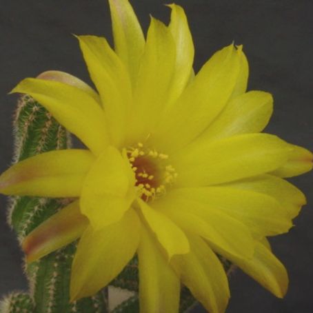 chamaecereus 4 - chamaecereus