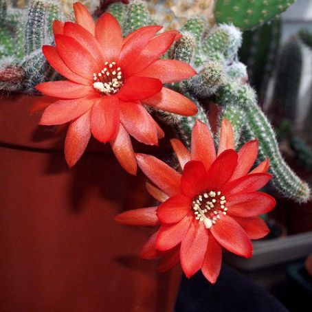 chamaecereus 2 - chamaecereus