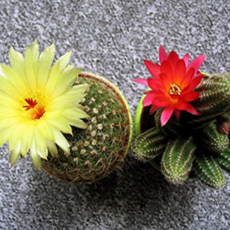 chamaecereus 3 - chamaecereus
