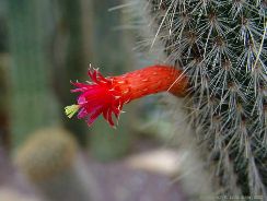 cleistocactus-cleistocactus
