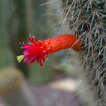 cleistocactus 3 - cleistocactus