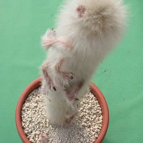 cleistocactus 5 - cleistocactus