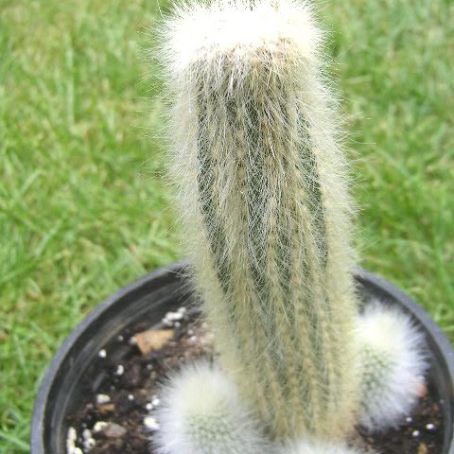 cleistocactus 4 - cleistocactus