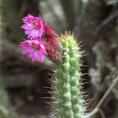 cleistocactus 2 - cleistocactus
