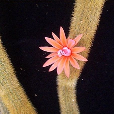 cleistocactus 1 - cleistocactus