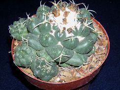 coryphantha-coryphantha