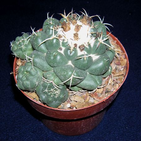coryphantha 2 - coryphantha