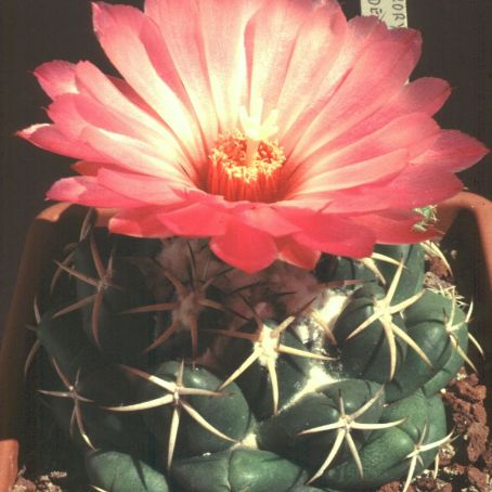 coryphantha 3 - coryphantha
