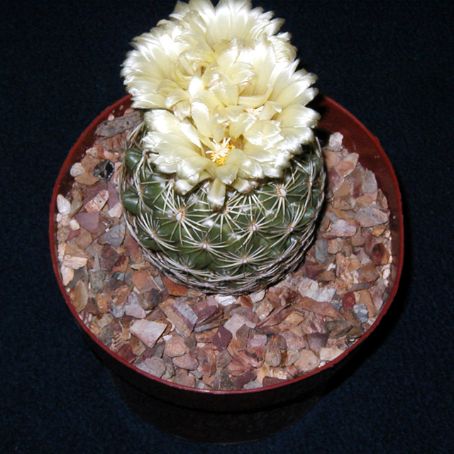 coryphantha 1 - coryphantha