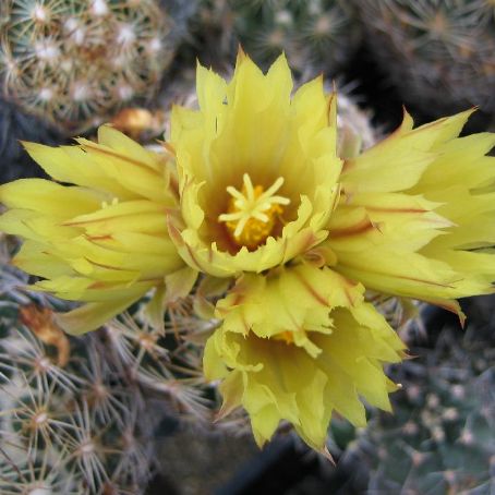 coryphantha 4 - coryphantha