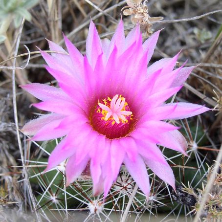 coryphantha 5 - coryphantha