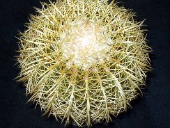 echinocactus-echinocactus