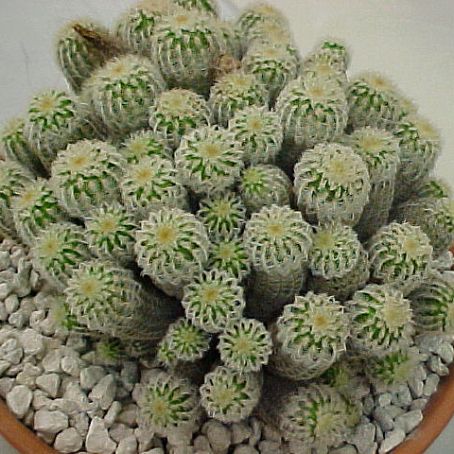 echinocereus 1 - echinocereus