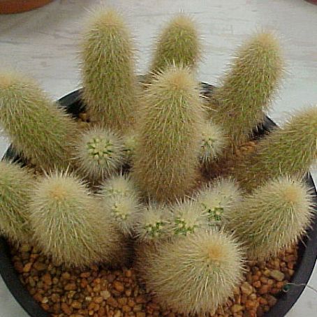 echinocereus 2 - echinocereus