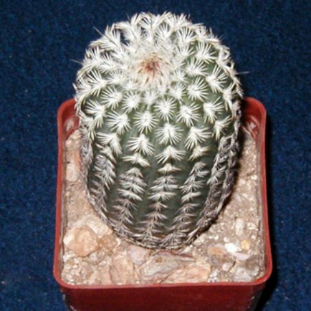 echinocereus 3 - echinocereus