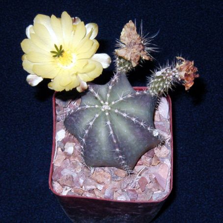 echinocereus 5 - echinocereus
