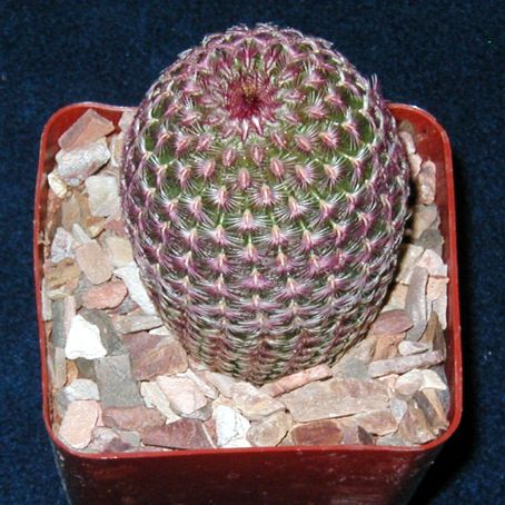 echinocereus 4 - echinocereus
