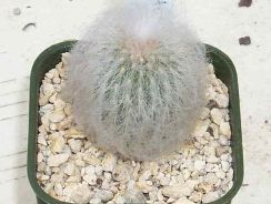 ../plante-si-flori/photos/cactusi/espostoa-8443646.jpg