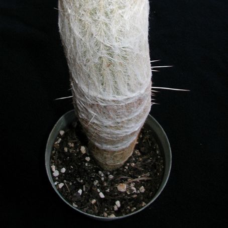 espostoa 1 - espostoa