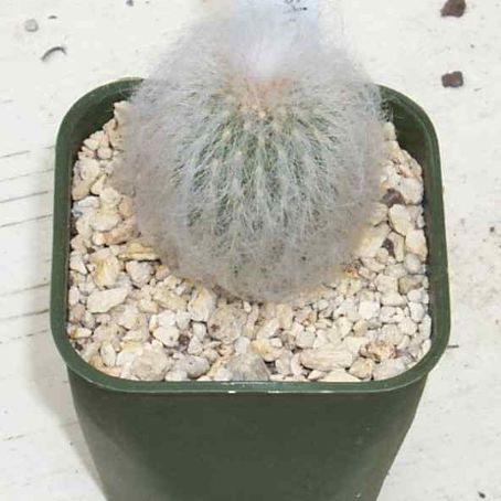 espostoa 3 - espostoa