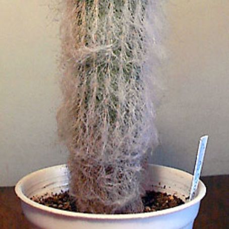 espostoa 2 - espostoa